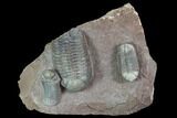 Triple Austerops Trilobite - Jorf, Morocco #95483-1